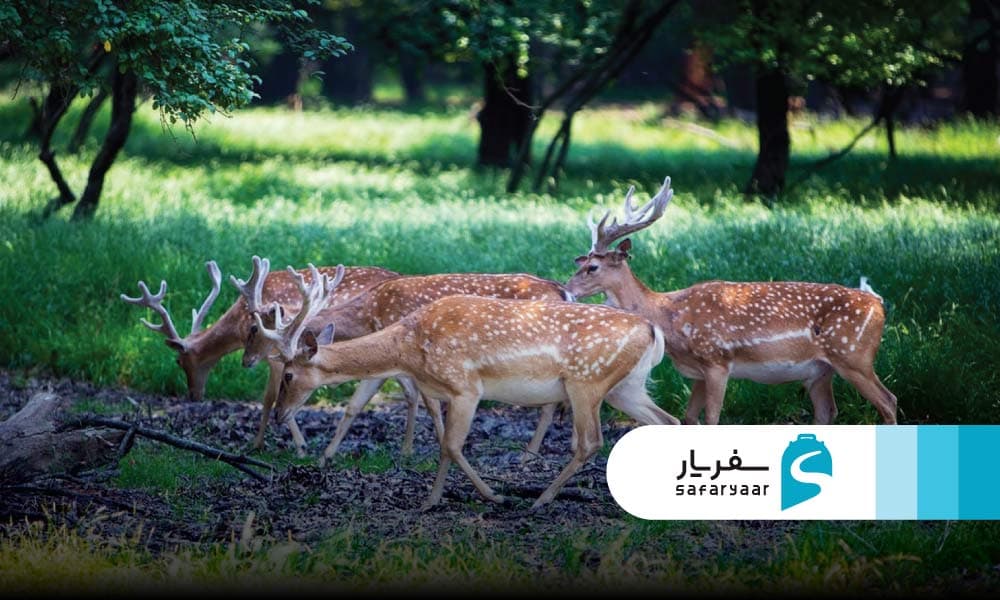 حیوانات و جاذبه های بوستان آهوان کیش