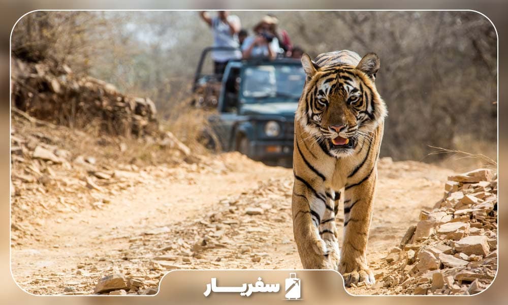 ببرهای پارک ملی بند اوگر