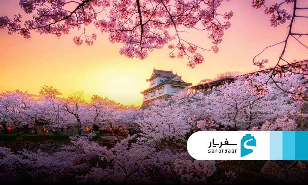 تاریخچه فستیوال شکوفه های گیلاس در ژاپن