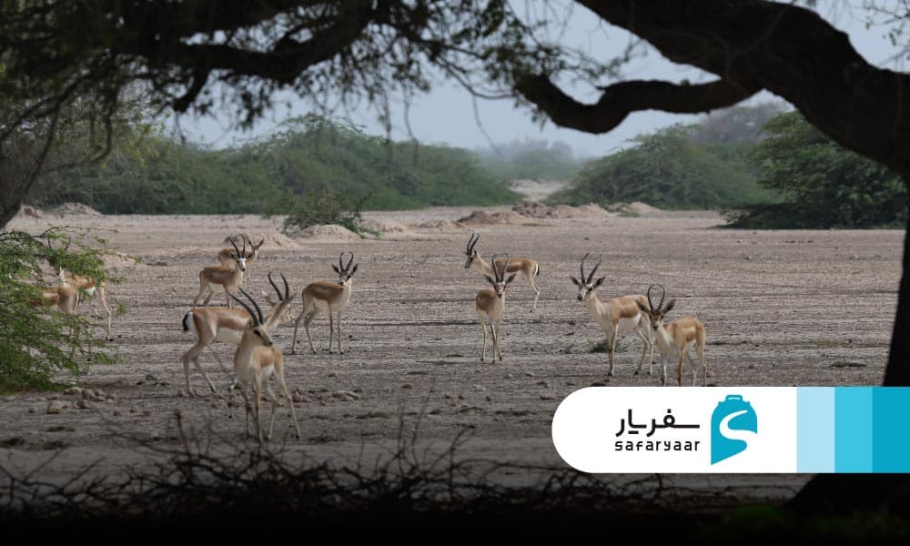 تاریخچه بوستان آهوان کیش