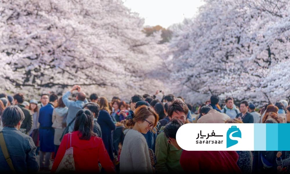 جشن هانامی چطور برگزار می شود