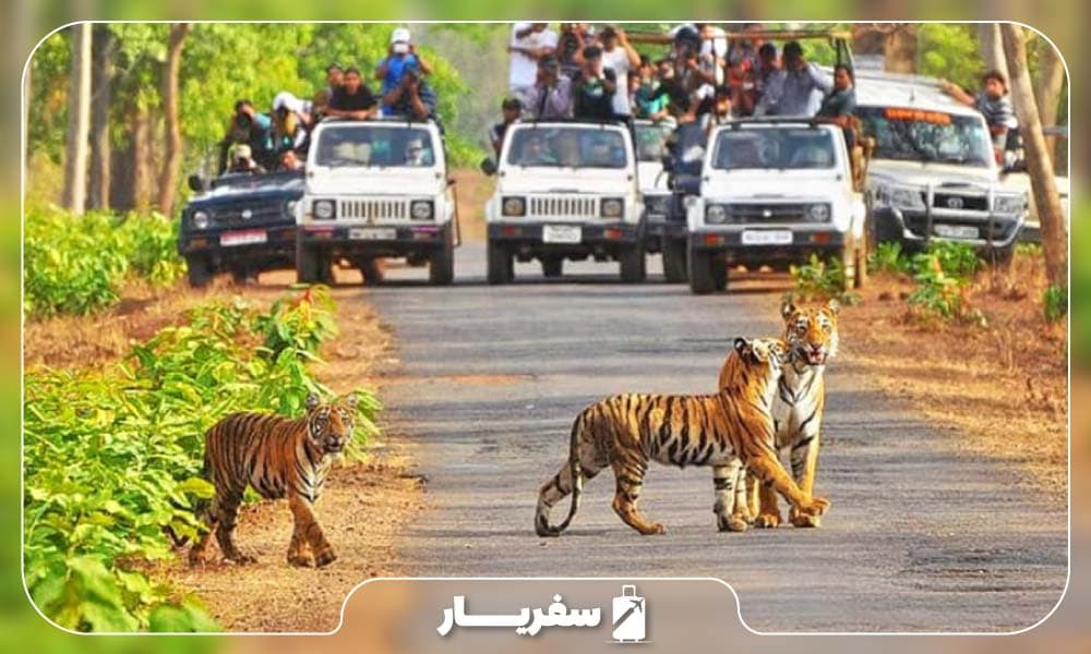 پارک ملی کانها در هند