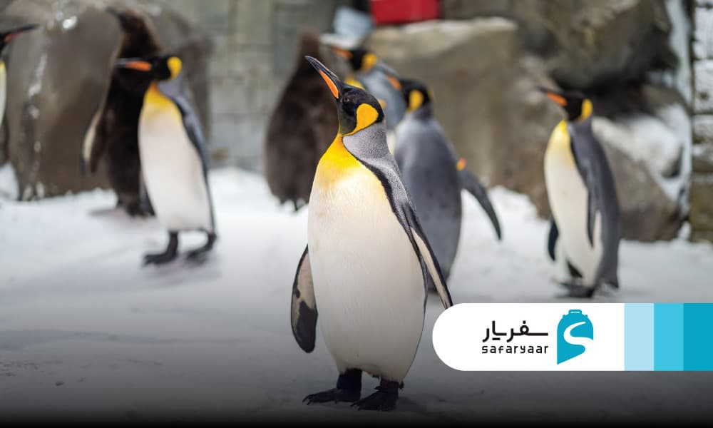 ملاقات با پنگوئن ها در دبی