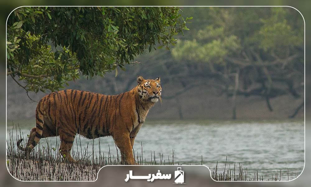 ببر پارک ملی سانداربان