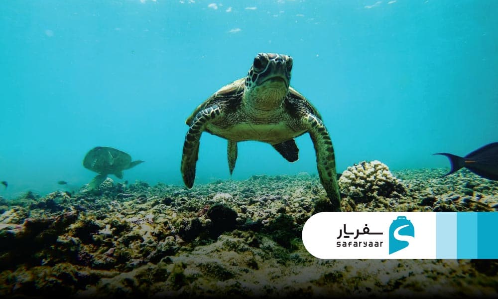 چرا باید جزایر دیمانیات را ببینید