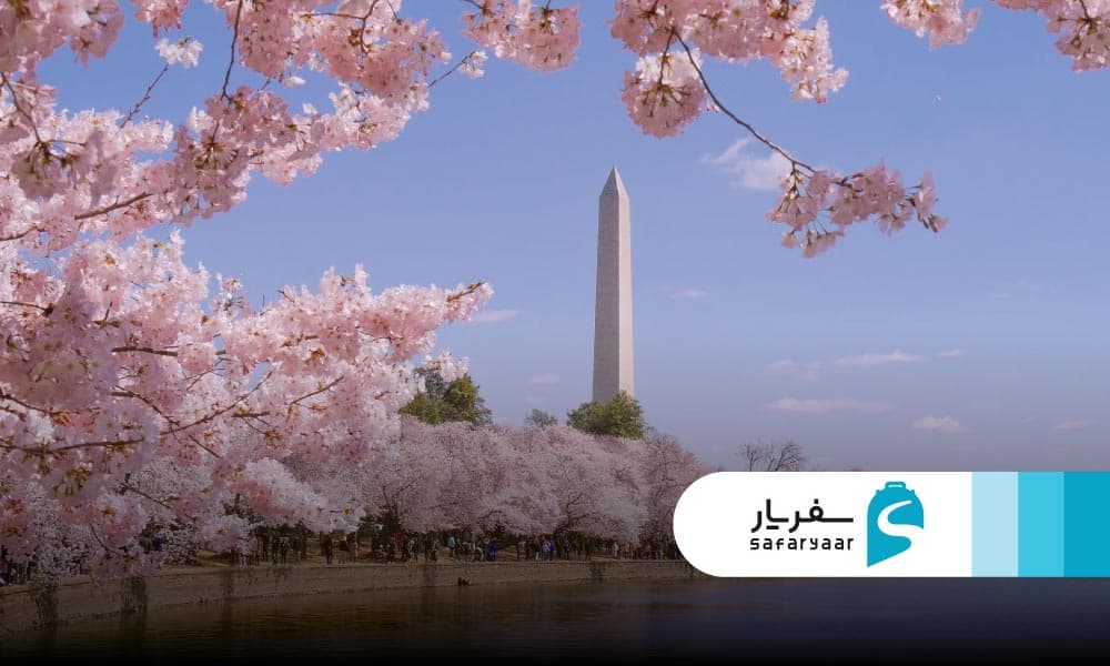 بهترین مکان ها برای دیدن شکوفه های گیلاس در ژاپن