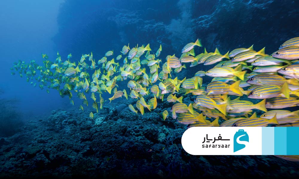 دنیای زیر آب در بنانا