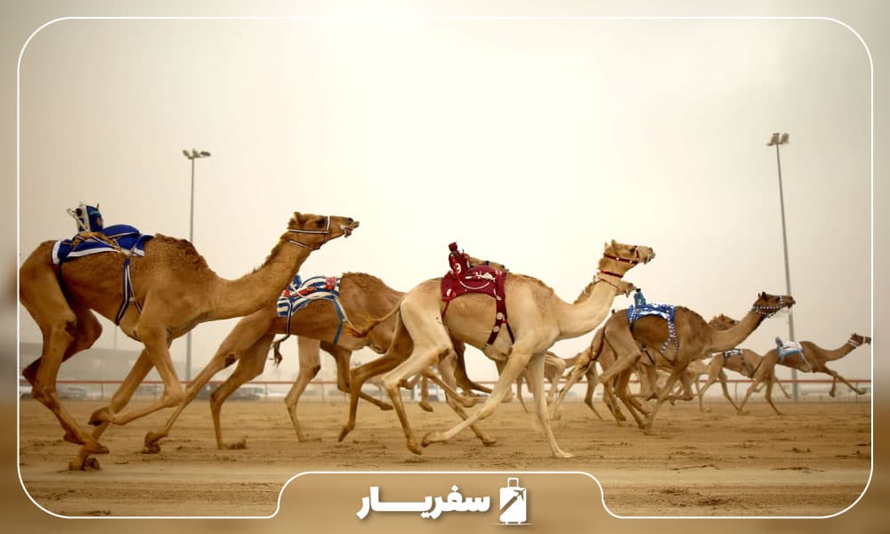 پیست مسابقه شتر آل مرموم