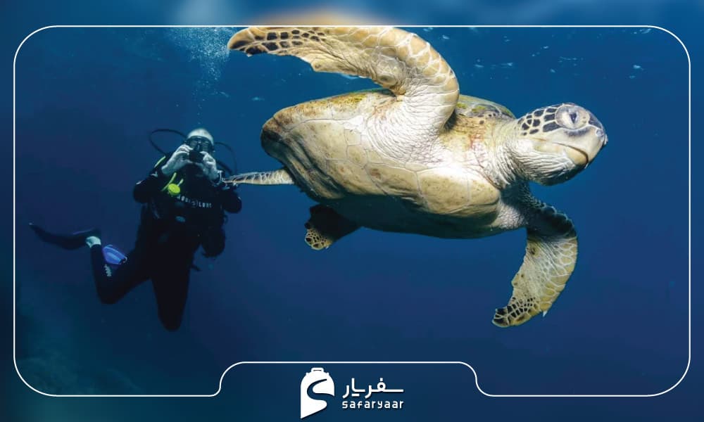 غواصی در جزیره دایمانیات