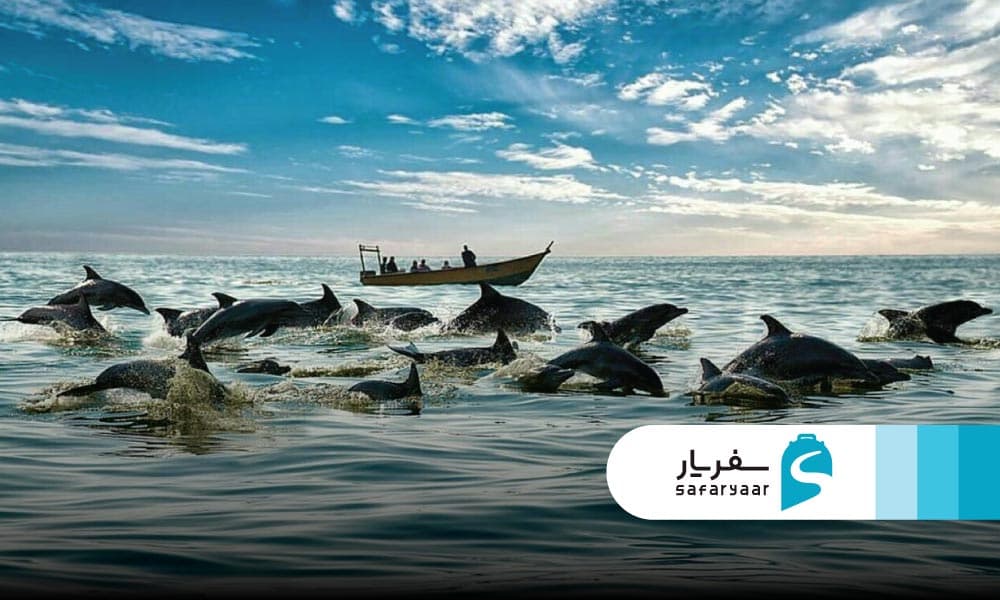 تورهای دلفین گردی