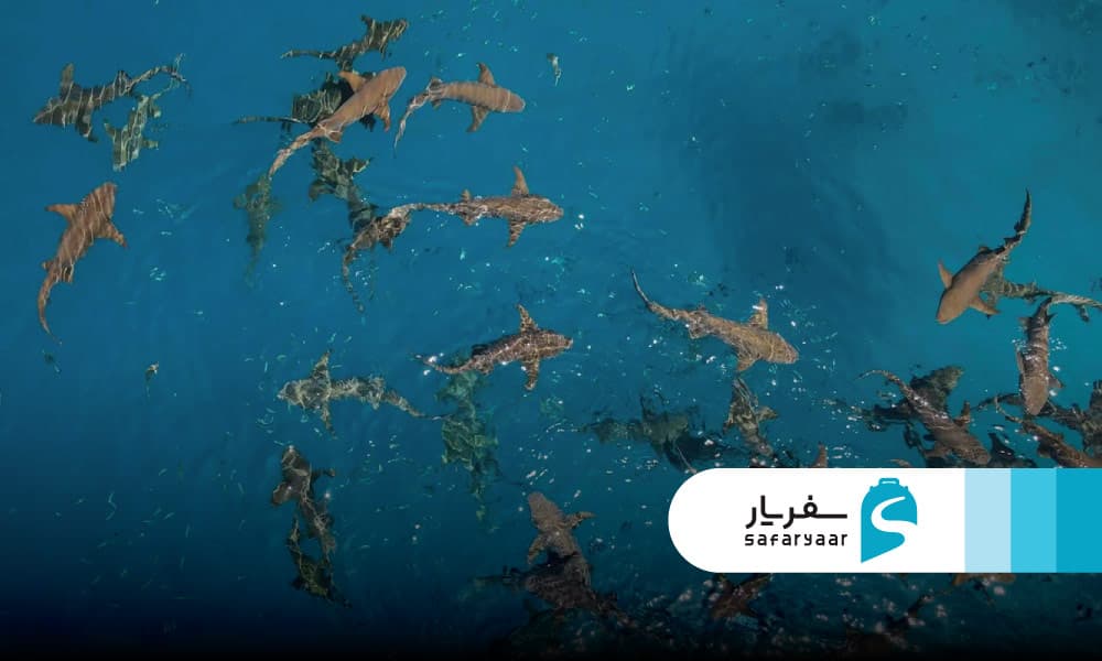 غواصی با کوسه ها مالدیو مافوشی