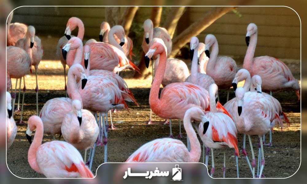 باغ پرندگان