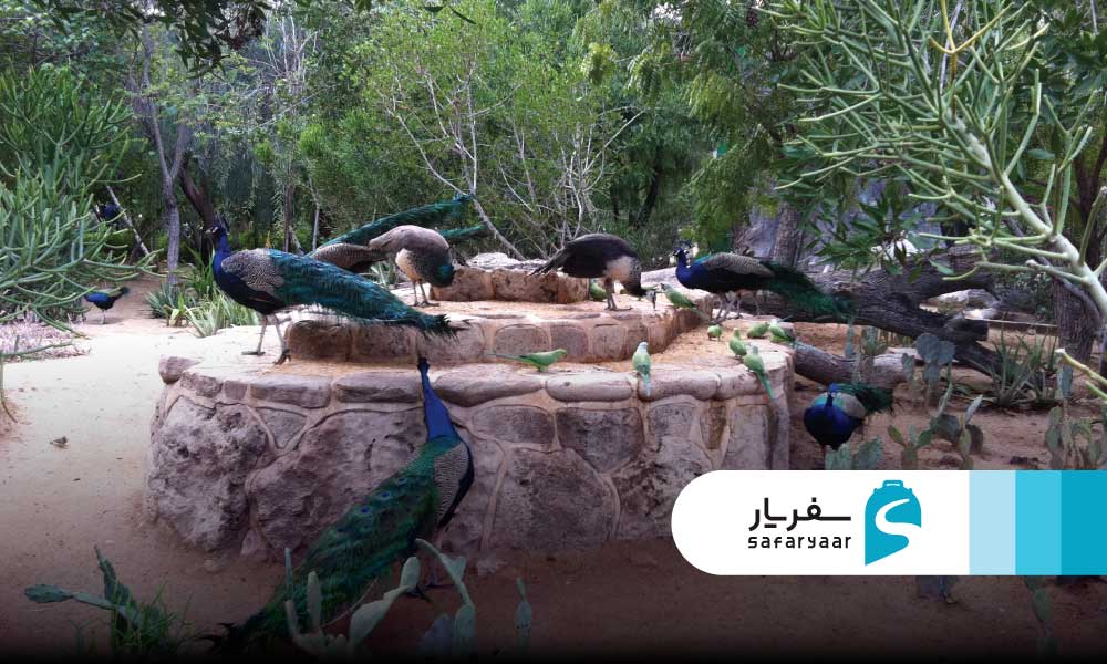 نزدیک ترین جاذبه های گردشگری به ساحل مرجان