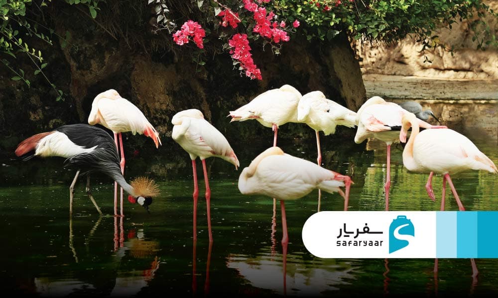 لیستی از پرندگان ایرانی و خارجی باغ